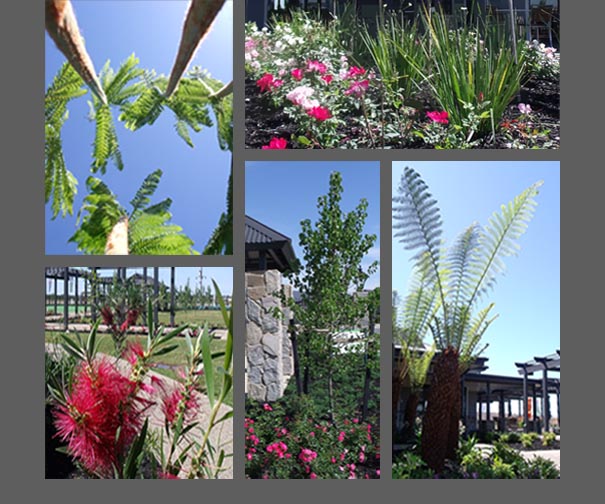 1_plant-images.jpg
