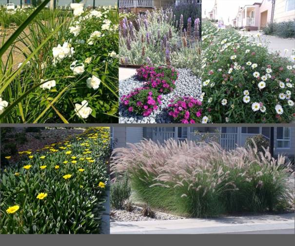 5_plant_images_2.jpg