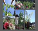 1_plant-images.jpg