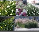 5_plant_images_2.jpg